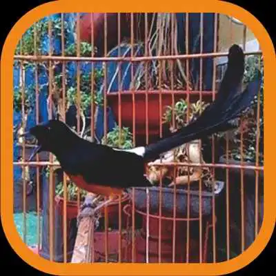 Play Master Kicau Murai Batu Mp3