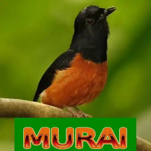 Play Master Kicau Murai APK Play Master Kicau Murai APK