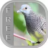 Free play online Master Kicau Perkutut APK