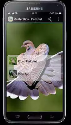Play Master Kicau Perkutut
