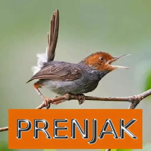 Play Master Kicau Prenjak APK Play Master Kicau Prenjak APK