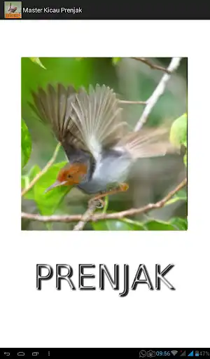 Play Master Kicau Prenjak  and enjoy Master Kicau Prenjak with UptoPlay