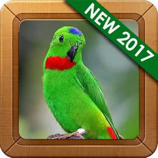 Run free android online Master Kicau Serindit Lengkap APK Run free android online Master Kicau Serindit Lengkap APK