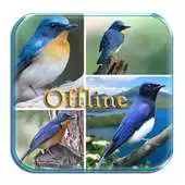 Free play online Master Kicau Tledekan APK