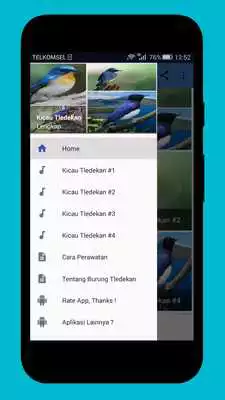 Play Master Kicau Tledekan