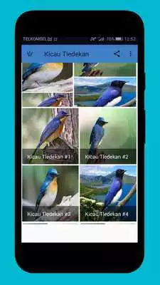 Play Master Kicau Tledekan