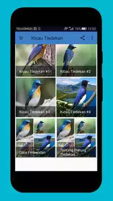 Play Master Kicau Tledekan