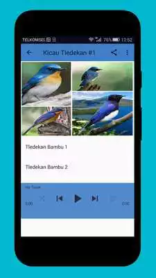 Play Master Kicau Tledekan
