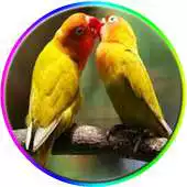 Free play online Master Lovebird APK Free play online Master Lovebird APK