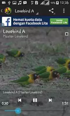 Play Master Lovebird