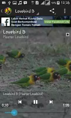 Play Master Lovebird