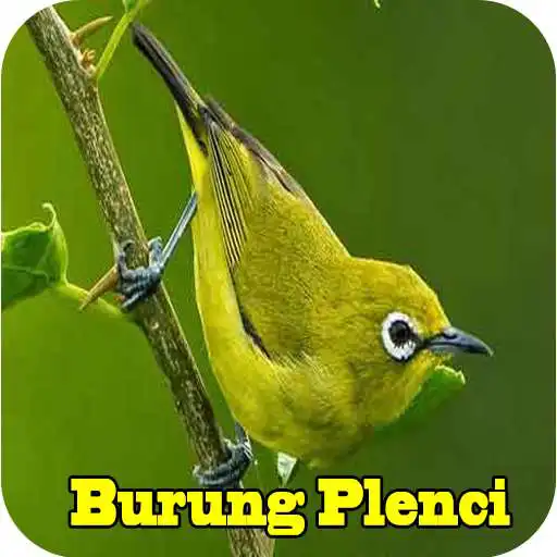 Free play online Master Pleci MP3 Offline APK Free play online Master Pleci MP3 Offline APK