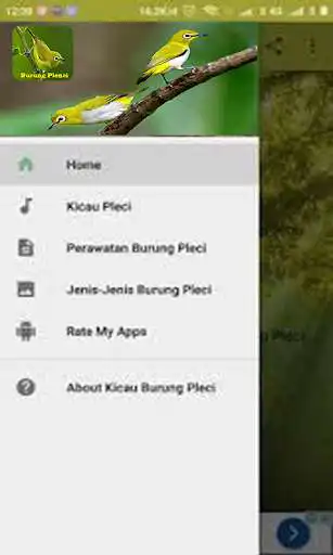 Play Master Pleci MP3 Offline