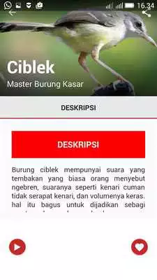 Play Master Suara Burung Kasar
