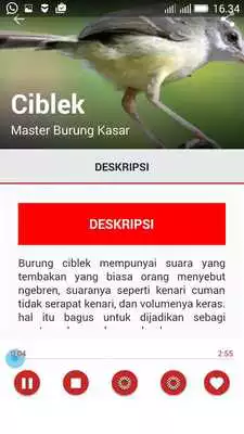 Play Master Suara Burung Kasar