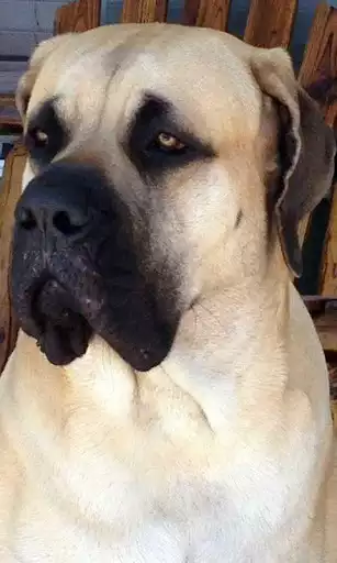 Play Mastiff Wallpaper