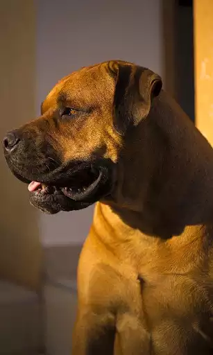 Play Mastiff Wallpaper