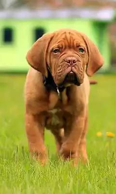 Play Mastiff Wallpaper