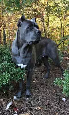 Play Mastiff Wallpaper