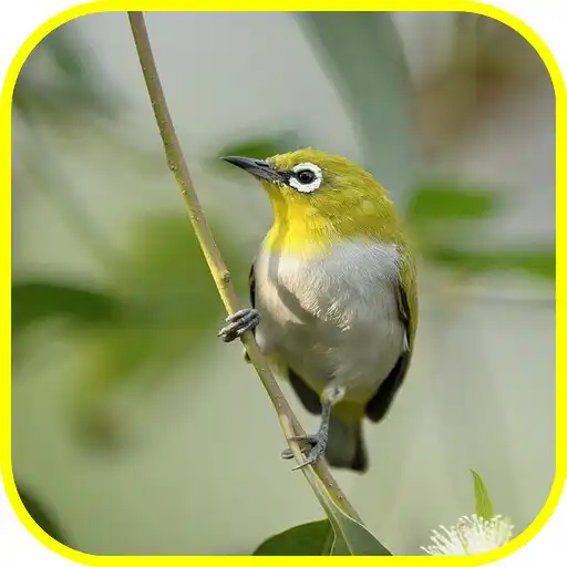 Play Mata Putih_Pleci_White eye APK Play Mata Putih_Pleci_White eye APK