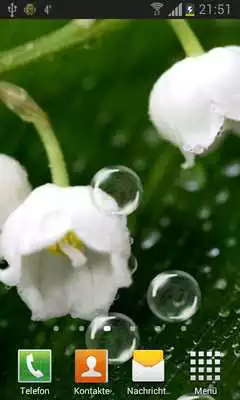 Play May-lily Live Wallpaper HD