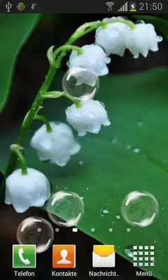 Play May-lily Live Wallpaper HD