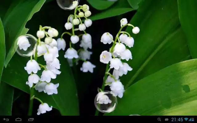 Play May-lily Live Wallpaper HD