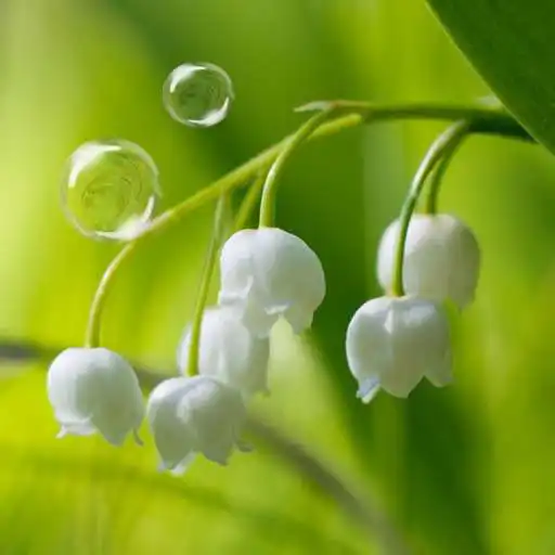 Play May-lily Live Wallpaper APK Play May-lily Live Wallpaper APK