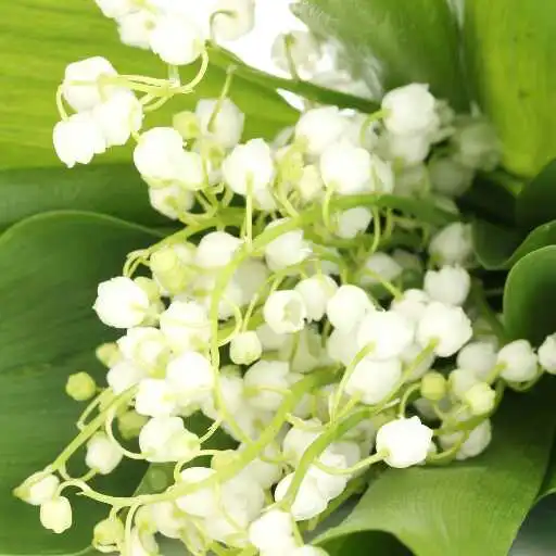 Play May-lily Wallpaper APK