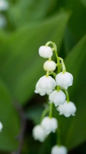 Play May-lily Wallpaper as an online game May-lily Wallpaper with UptoPlay