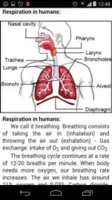 Play Mbook: Respiration Circulation
