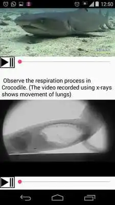 Play Mbook: Respiration Circulation