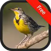 Free play online Meadowlark bird sounds APK
