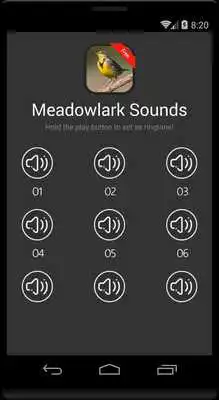 Play Meadowlark bird sounds