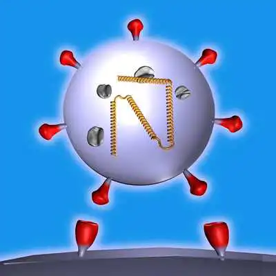 Play Measles Virus Structure in 3D Virtual Reality Play Measles Virus Structure in 3D Virtual Reality