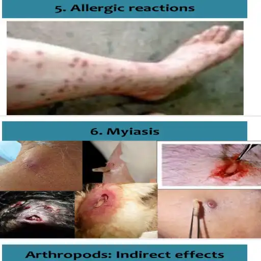 Play MEDICAL ENTOMOLOGY APK