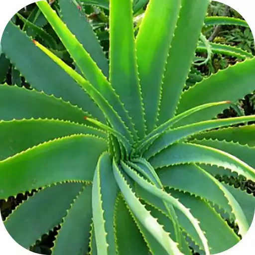 Run free android online Medicinal plants APK