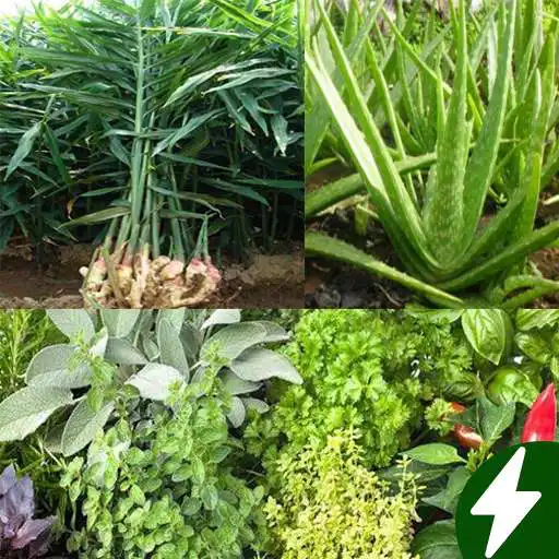 Play Medicinal plants lite APK Play Medicinal plants lite APK