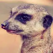 Free play online meerkat live wallpaper APK