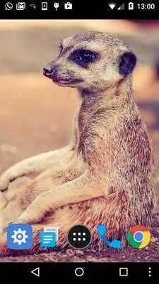 Play meerkat live wallpaper