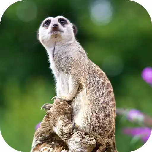 Play Meerkat Wallpaper APK