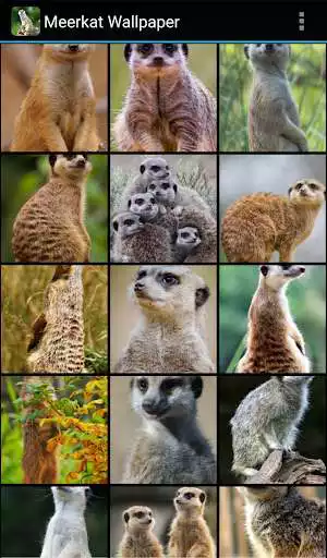 Play Meerkat Wallpaper  and enjoy Meerkat Wallpaper with UptoPlay