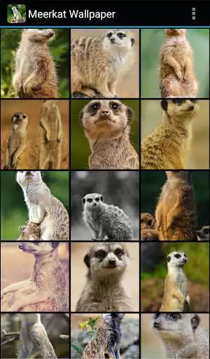 Play Meerkat Wallpaper as an online game Meerkat Wallpaper with UptoPlay