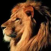 Free play online MEGA LION FASTEST BROWSER APK Free play online MEGA LION FASTEST BROWSER APK