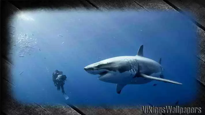 Play Megalodon Pack 2 Wallpaper