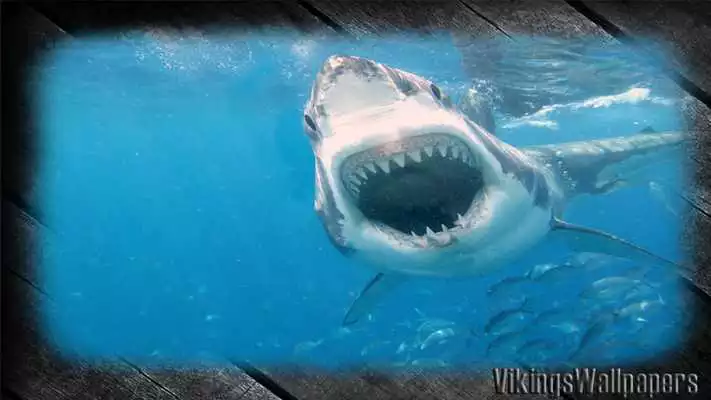 Play Megalodon Pack 2 Wallpaper