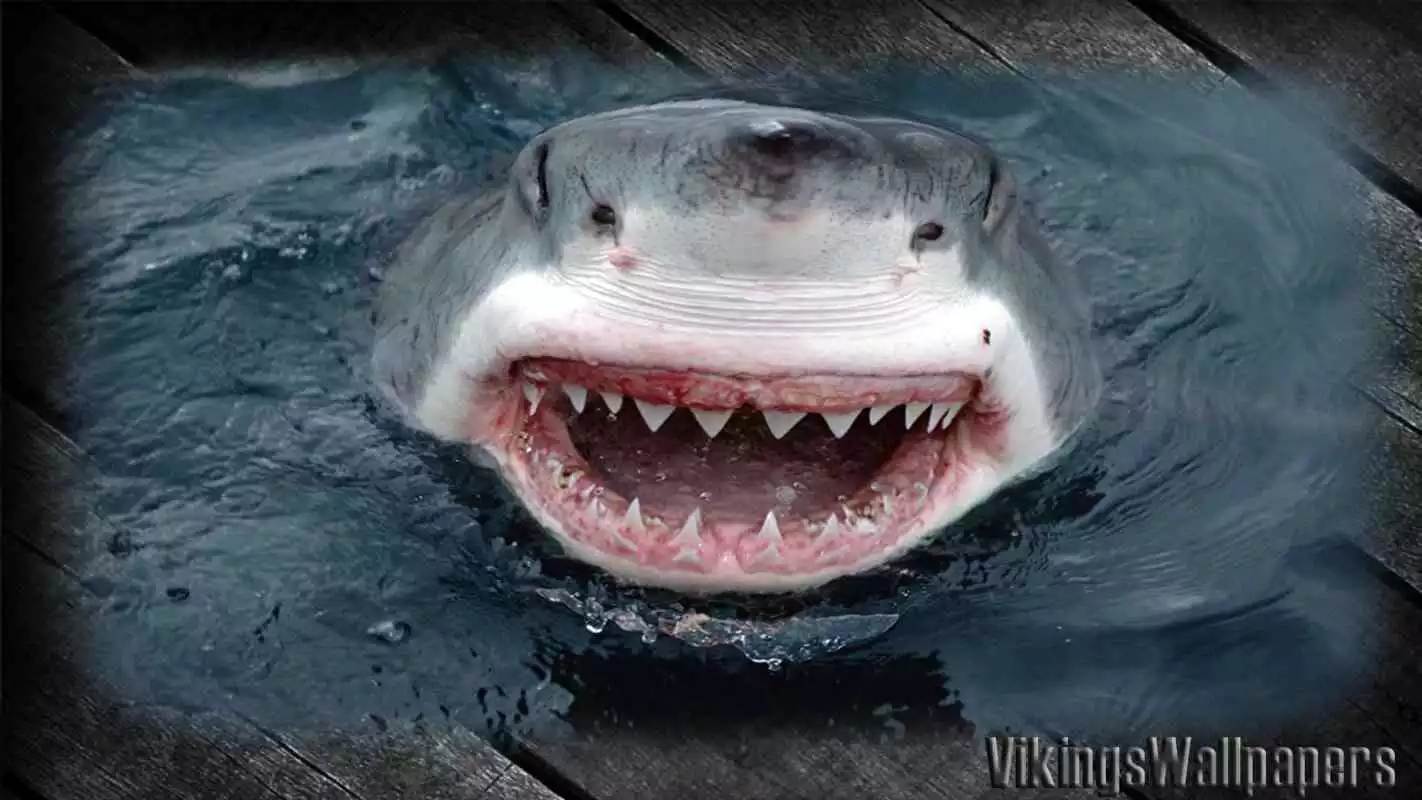 Play Megalodon Pack 2 Wallpaper