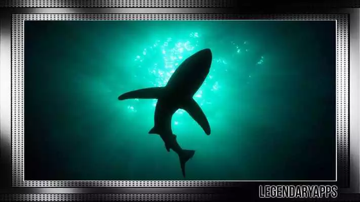 Play Megalodon Wallpaper