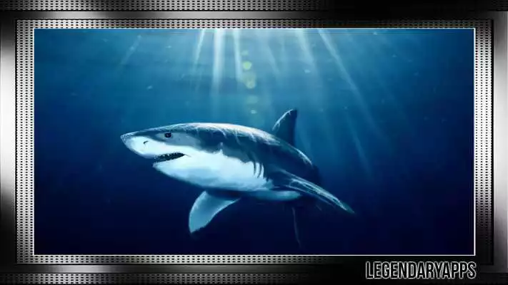 Play Megalodon Wallpaper