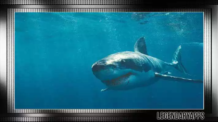 Play Megalodon Wallpaper